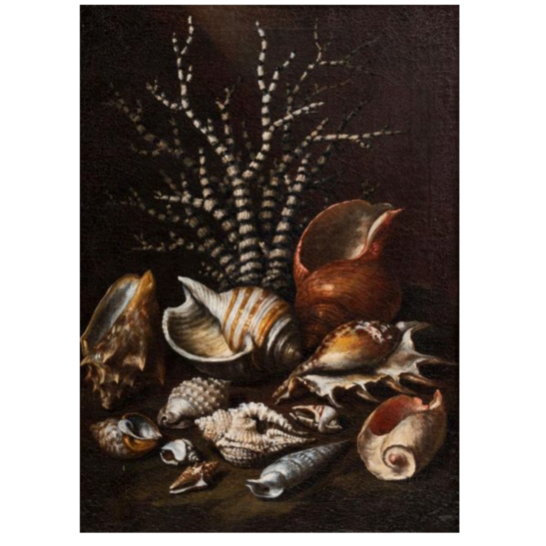 Paolo Porpora (Italian 1617-1673) Still Life of Shells and Coral