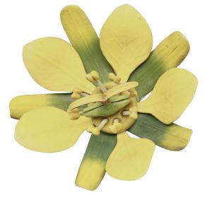 A German Botanical Teaching Model of a Maple Flower (Aceraceae)