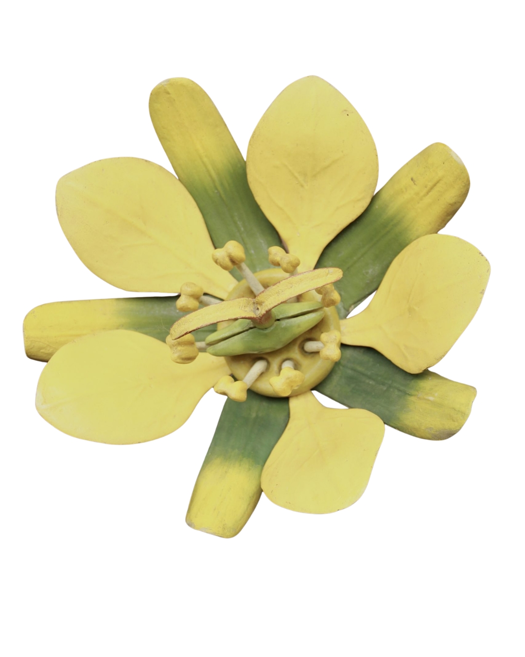 A German Botanical Teaching Model of a Maple Flower (Aceraceae)