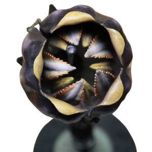 A Rare German Botanical Teaching Model of an Asclepiad Flower