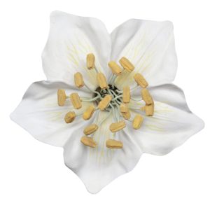 A German Botanical Teaching Model of a Rosaceae Blossom