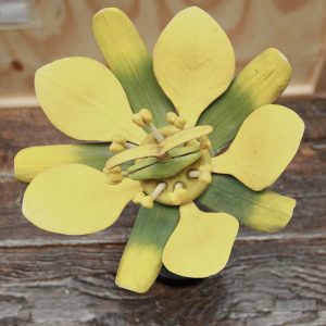 A German Botanical Teaching Model of a Maple Flower (Aceraceae)