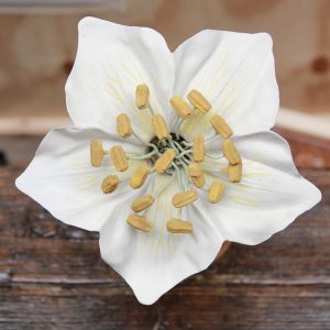 A German Botanical Teaching Model of a Rosaceae Blossom